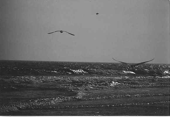Seagulls and Waves
